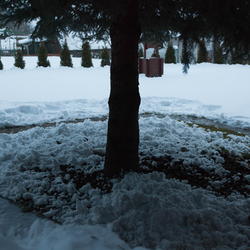 2009-02-21-devin-sneh