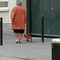 pariz obleceny pes