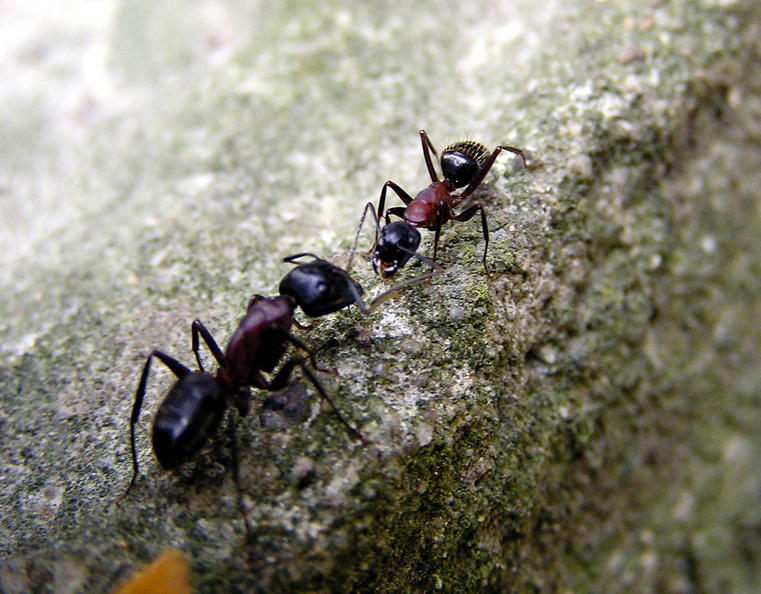 mravce.jpg