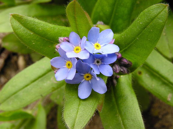 modra kvetinka