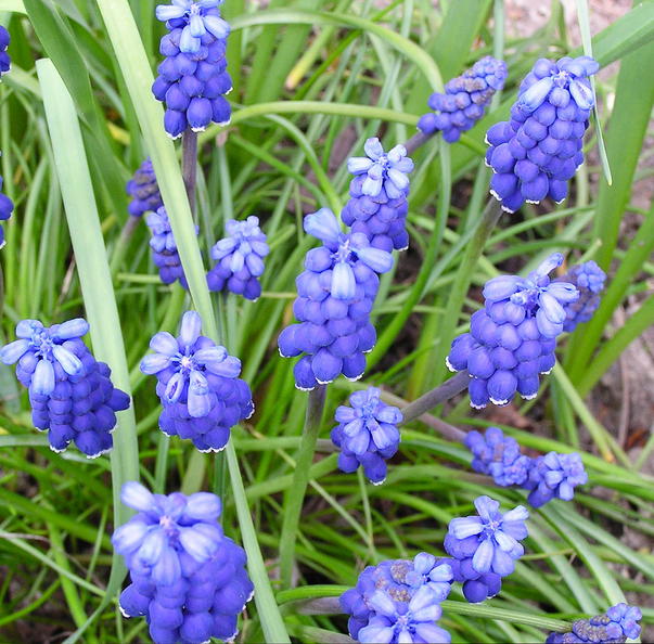 modra kvetinka2