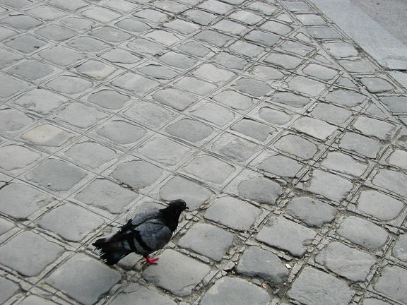pariz tuberacky holub