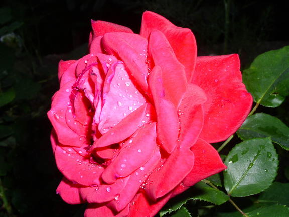 cervena ruza rosa