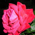 cervena ruza rosa